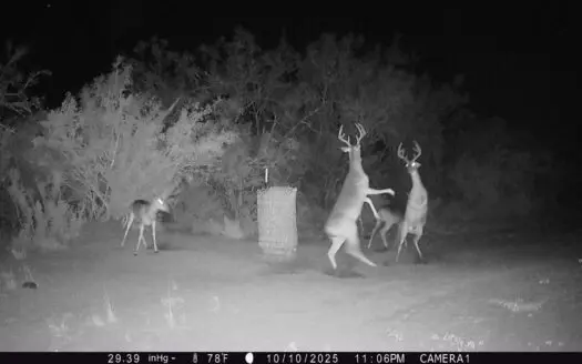 150 Acre, South Texas Turnkey Ranch