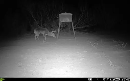 Prime South Texas Hunting Ranch – 108.97 Acres Of Opportunity