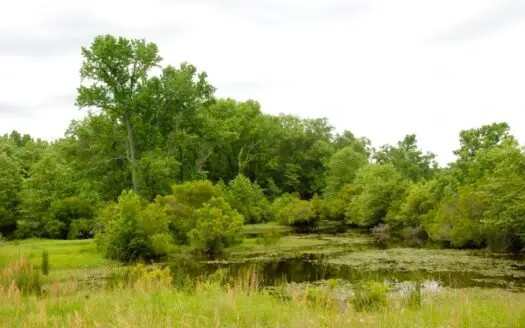 East Texas Pasture Land for Sale Grand Saline TX in Smith County