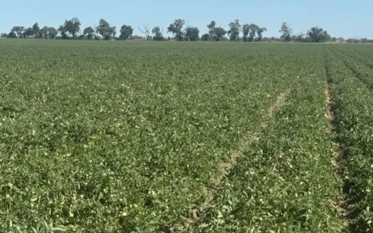 Woodland, Northern California Farmable Ag Land For Sale