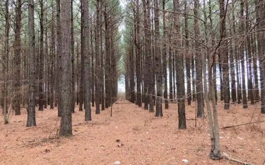 34+/- Acres Of Mature Pines for Sale in White County, Ar