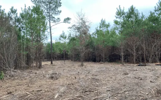 Homesite and Hunting Land for Sale