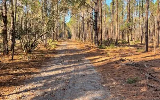 Jasper / Lowcountry Hunting / Recreational Land