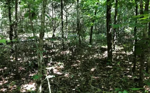 Remote Timberland Tract