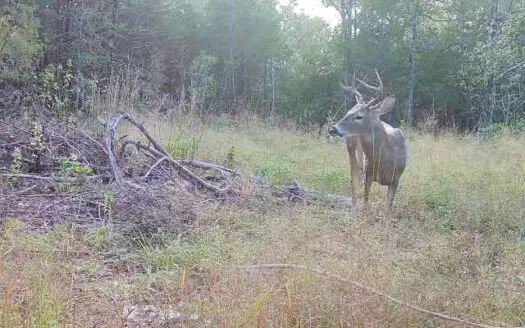Arkansas Turkey Hunting / Deer Hunting Property