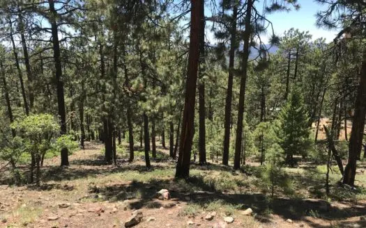 Mountain Land for Sale Chama Nm Real Estate W Acreage