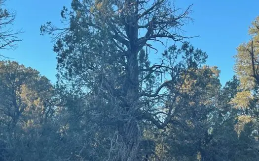 41+ Acres Backs to State Trust Land – Excellent Hunting Area