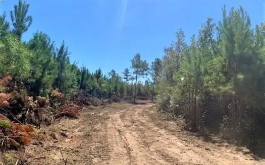 135 Acres Hunting Land for Sale in Sw Ms