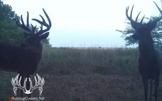 194 Acres M/l Kingman County Kansas Hunting Land for Sale