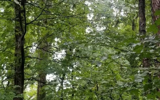 Recreational Opportunities on Kerr Lake, Va