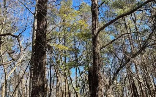 Land for Sale Hunting Land Adams County Natchez Mississippi