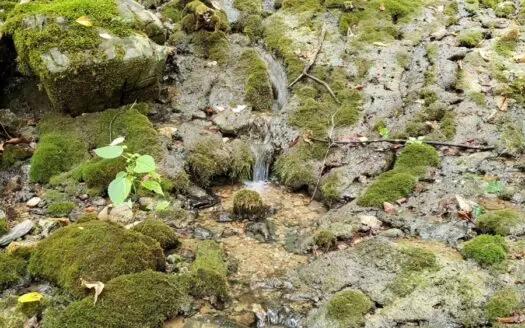 81 Acres  Unrestricted Land with Spring for Sale in East Tn