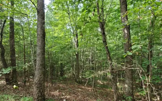 120 Acres Of Woodlands for Sale Near Munfordville Ky.