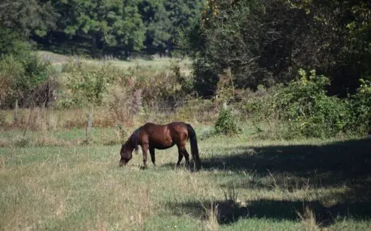Chester County Tennessee Acreage for Sale, Hunting or Cattle