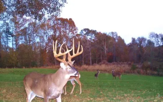High Fence Hunting Ranch for Sale Wilkinson County Ms