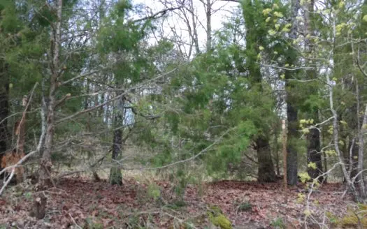 Hunting Land for Sale in Freestone County, Texas