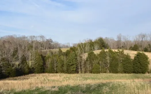 Tennessee Off-grid Hunting Land for Sale, Live Creek, Timber