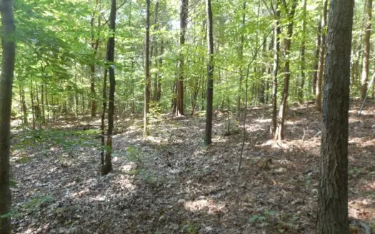 Unrestricted Land for Sale in Carroll County – Wooded Land
