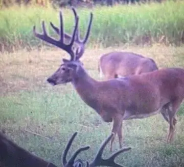 224 Acre +/- Southeast Kansas High Quality Hunting Property