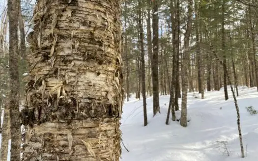 Timber Land with Brook for Sale