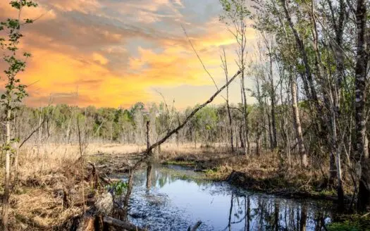 Florida Hunting Land for Sale