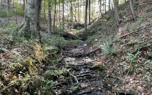 119.85 Acres Vacant Land for Sale That Is Ready to Hunt!