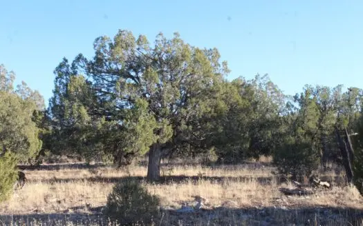 Land with Big Trees and Bigger Views for Sale in Seligman Az