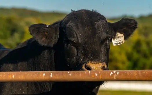 Cattle Ranch for Sale Missouri