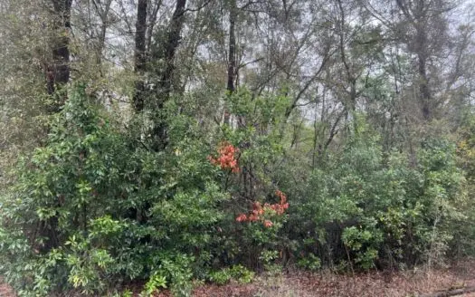 0.9 Acre Lot Near Santa Fe River for Sale!