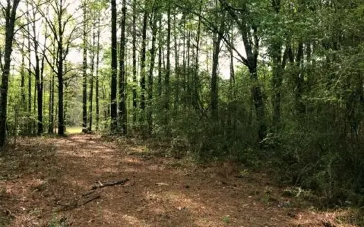 22 Acres Rural Hunting Land for Sale Forrest County, Ms