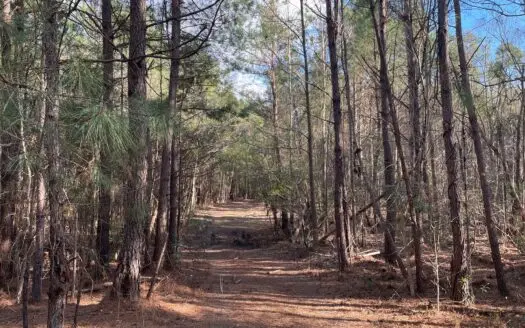 Timberland for Sale Eastern North Carolina, Hunting Property