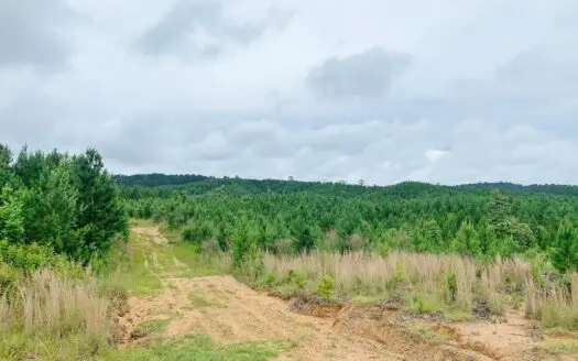 20 Acres Ms Timberland Hunting Property for Sale Sw Ms