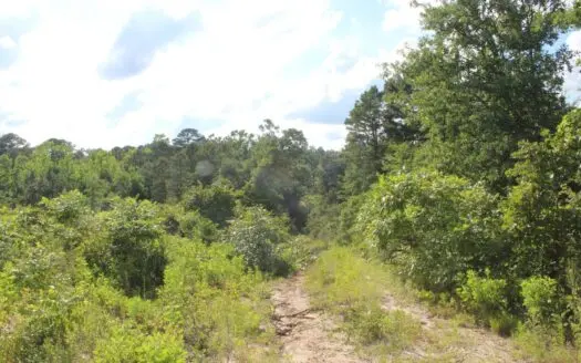 Wooded East Texas Wood County Land for Sale 23.5 Acres