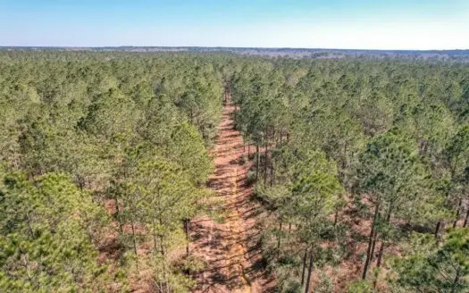 525 Acrestimber and Hunting Land for Sale Amite County, Ms
