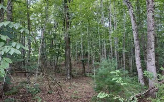 Wooded Land for Sale in Pilot Va