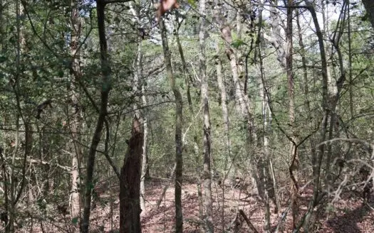 Hunting Land for Sale in Freestone County, Texas