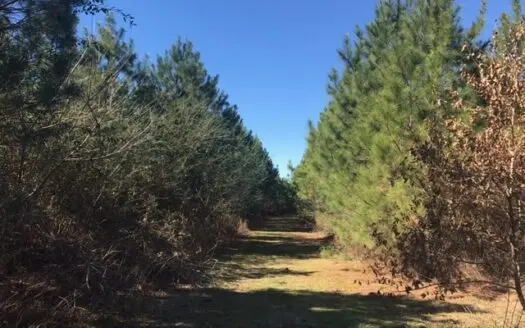 394 Acres Sw Ms Timberland Investment Hunting Land for Sale