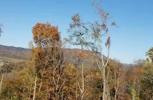 33.94 Acres Mountain Property for Sale in East Tn