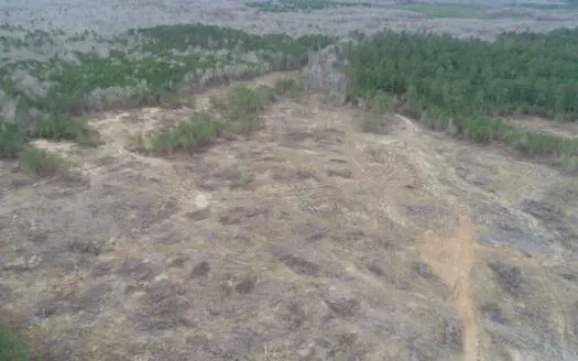 Partly Cleared Pine Timberland for Sale in Nevada County, Ar