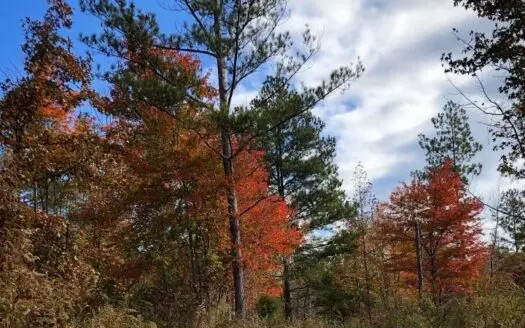 Land for Sale in Meigs County, Tennessee