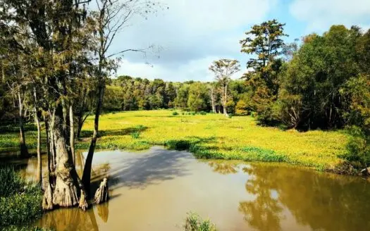 339 Acres Mississippi River Hunting Land for Sale Sw Ms