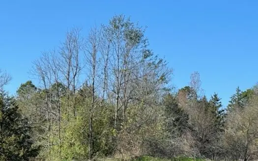 Historic Home with Acreage for Sale in Naples, Tx!