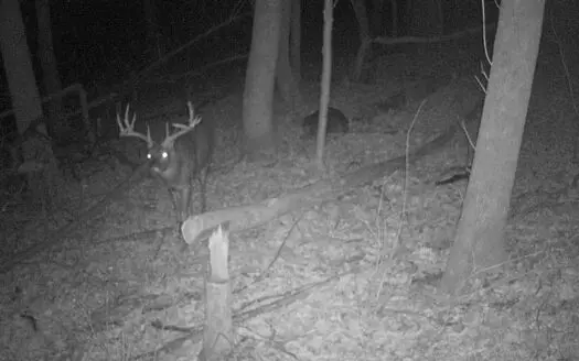 Monster Buck Property for Sale Near Wildcat Mountain State P