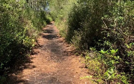 Recreational Hunting Tract for Sale Beaufort Co., Pantego Nc