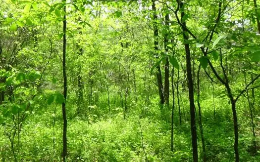 Wayne County Missouri Land for Sale