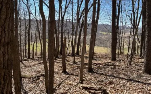 Buildable Wooded Hunting Land in Monroe County