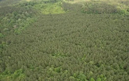 Hunting Land for Sale Simpson County Pinola Mississippi