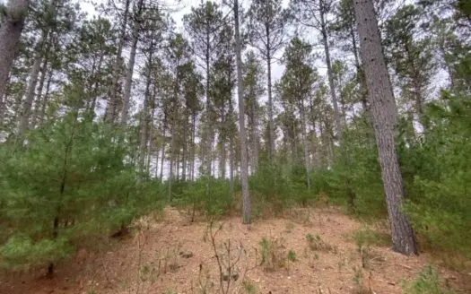 Town Of Big Flats 35 Acre Timber Tract for Sale in Adams Cou