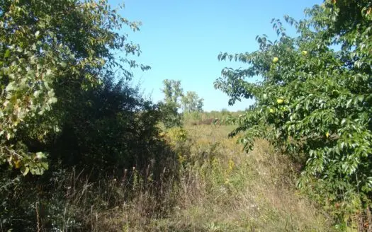 Vacant Land in Blueberry Country for Sale in Covert, Mi!