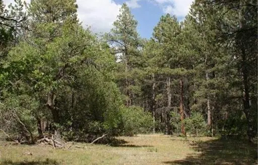 Mountain Land / Acreage for Sale in the Brazos Near Chama Nm